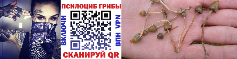 Купить где  Дигора  Псилоцибиновые грибы GOLDEN TEACHER 